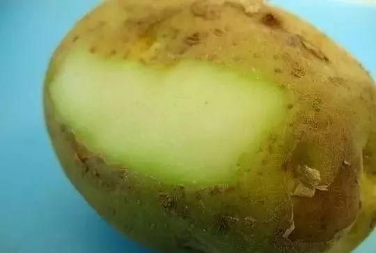 土豆变成绿色的了还能吃吗