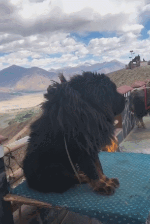 对主人最忠心的十种狗(最忠诚的几种狗)(4)