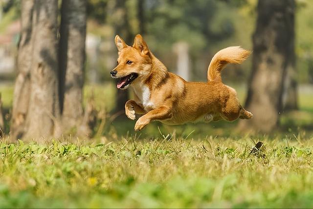 对主人最忠心的十种狗(最忠诚的几种狗)(14)