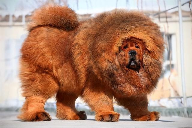 对主人最忠心的十种狗(最忠诚的几种狗)(5)