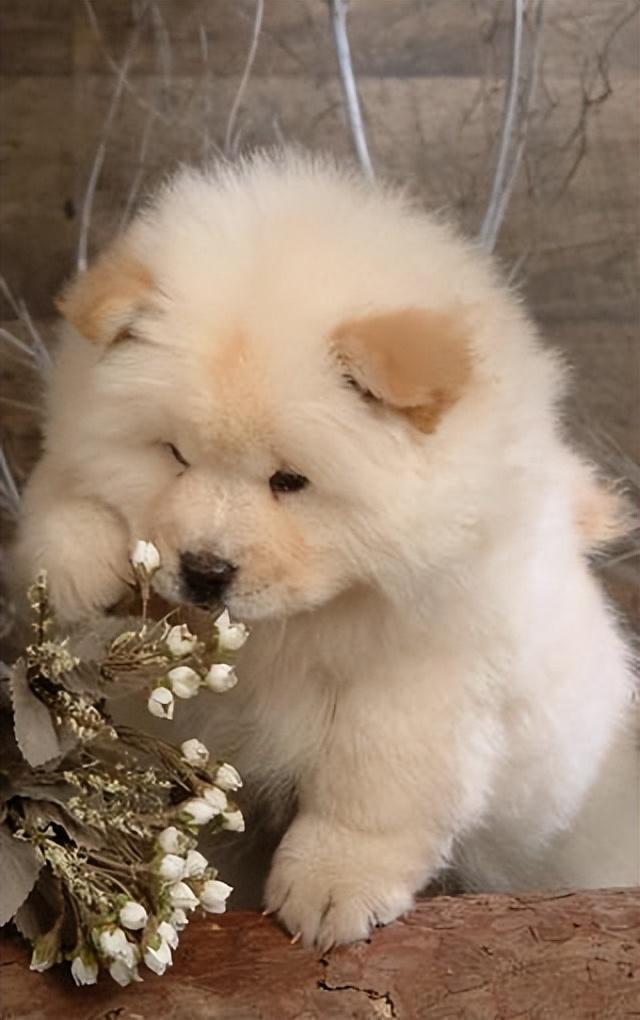 对主人最忠心的十种狗(最忠诚的几种狗)(11)