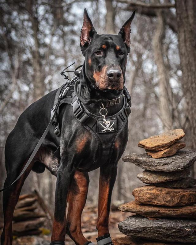 对主人最忠心的十种狗(最忠诚的几种狗)(6)