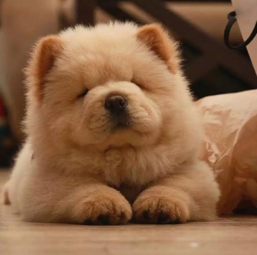 对主人最忠心的十种狗(最忠诚的几种狗)(10)