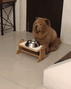 对主人最忠心的十种狗(最忠诚的几种狗)(12)