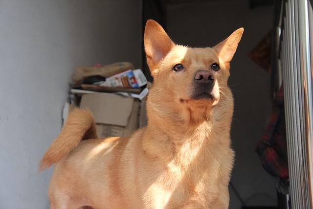 对主人最忠心的十种狗(最忠诚的几种狗)(13)