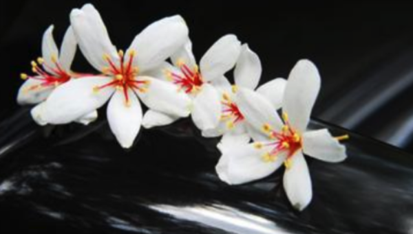 四月的雅称叫什么,四月的别称都有哪些图1