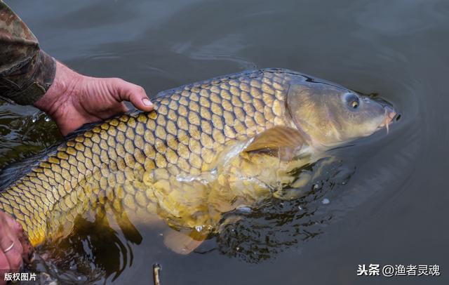 如何在河里钓野生大鲤鱼(野生大物池垂钓经验)(1)