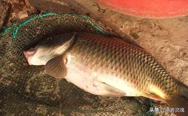 如何在河里钓野生大鲤鱼(野生大物池垂钓经验)(4)