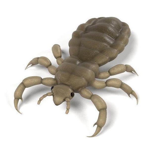 六种不要触碰的虫子(农村的这些虫子)(13)