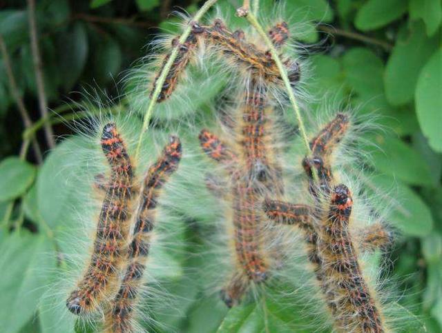 六种不要触碰的虫子(农村的这些虫子)(7)