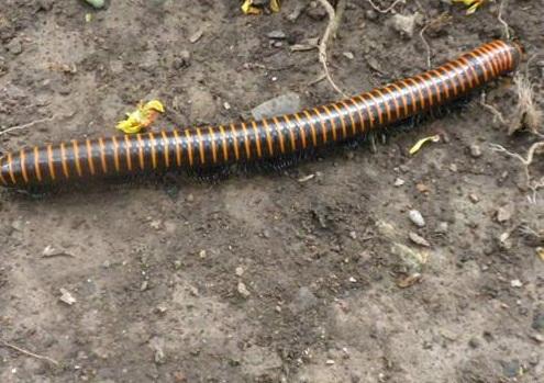 六种不要触碰的虫子(农村的这些虫子)(3)