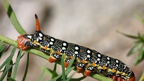 六种不要触碰的虫子(农村的这些虫子)(9)