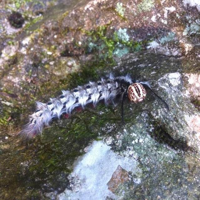 六种不要触碰的虫子(农村的这些虫子)(11)