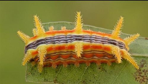 六种不要触碰的虫子(农村的这些虫子)(8)