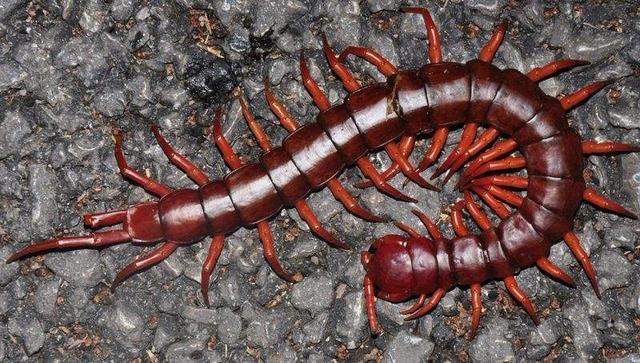 六种不要触碰的虫子(农村的这些虫子)(10)