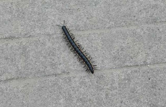 六种不要触碰的虫子(农村的这些虫子)(4)