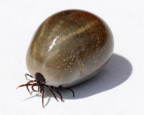 六种不要触碰的虫子(农村的这些虫子)(12)