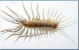 六种不要触碰的虫子(农村的这些虫子)(2)