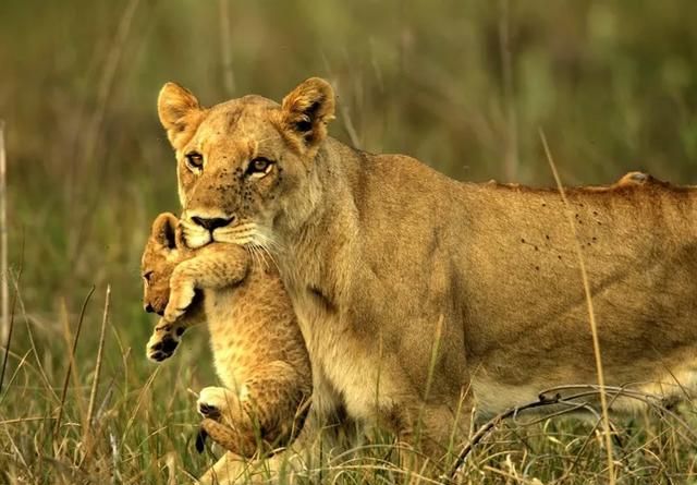 狱警是哪一种动物形象的拟人化,预警是哪一种动物的拟人化?图4
