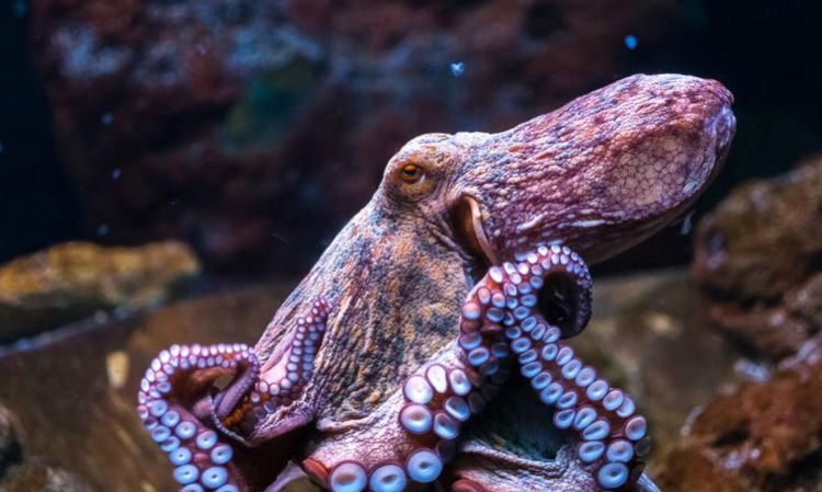 鱿鱼是属于鱼类吗