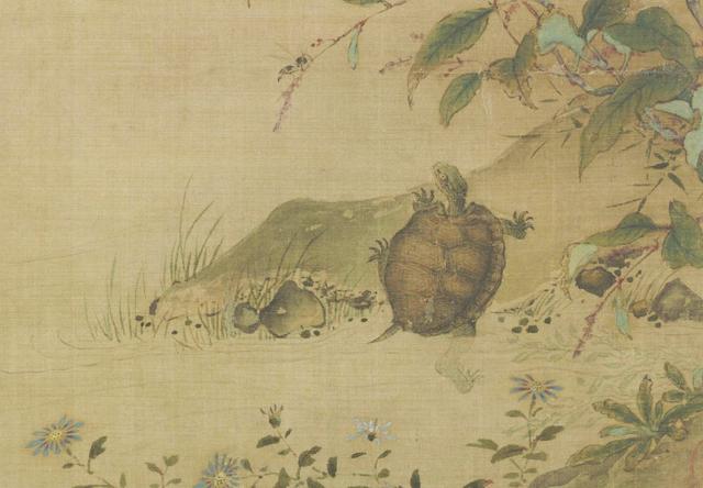 100年的乌龟到底有多大(千年王八万年龟)(3)