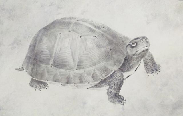 100年的乌龟到底有多大(千年王八万年龟)(4)