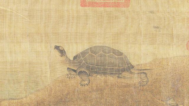 100年的乌龟到底有多大(千年王八万年龟)(1)