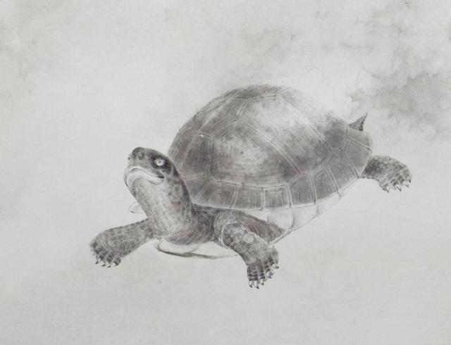 100年的乌龟到底有多大(千年王八万年龟)(6)