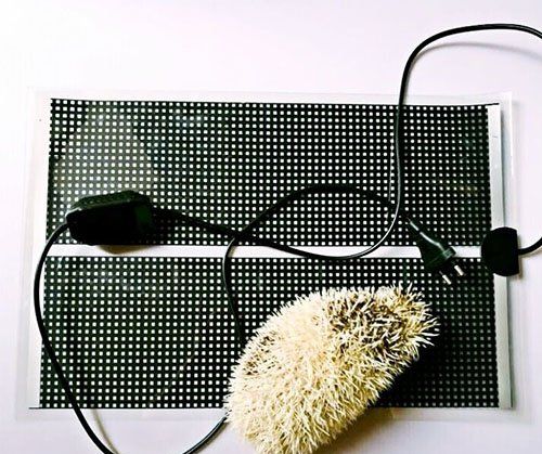 刺猬要冬眠,刺猬冬眠吗?为什么?图6