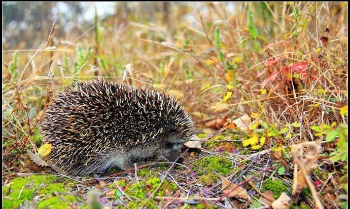 刺猬是冬眠动物吗?