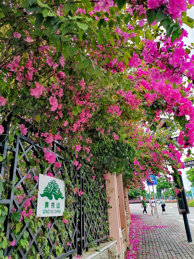 广西德天瀑布自驾游攻略（带父母游或亲子游）(5)