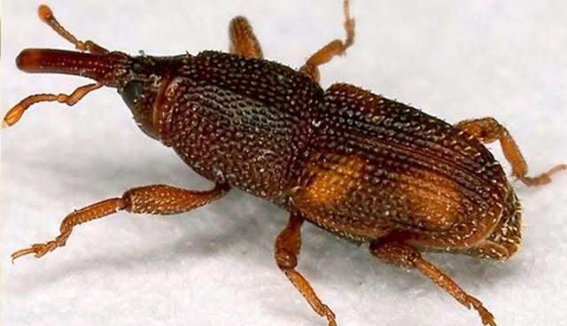 面粉里有小黑虫怎么办,家里有小黑虫,壳是硬的,嘴尖尖的,不大,这是什么虫?怎么清理?图3