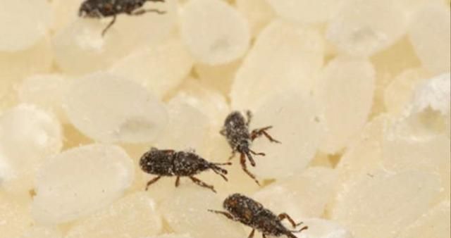 面粉里有小黑虫怎么办,家里有小黑虫,壳是硬的,嘴尖尖的,不大,这是什么虫?怎么清理?图4