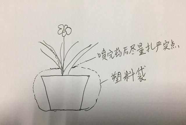 面粉里有小黑虫怎么办,家里有小黑虫,壳是硬的,嘴尖尖的,不大,这是什么虫?怎么清理?图2