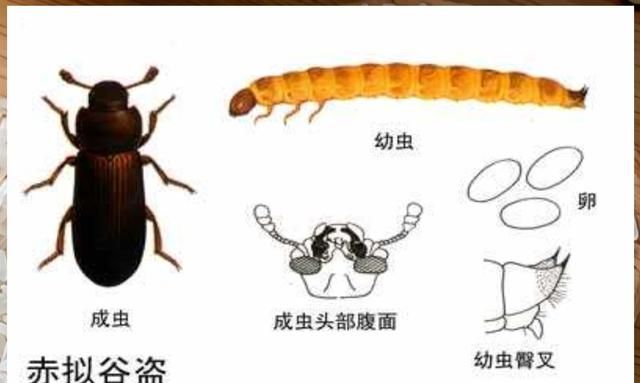 面粉里有小黑虫怎么办,家里有小黑虫,壳是硬的,嘴尖尖的,不大,这是什么虫?怎么清理?图5