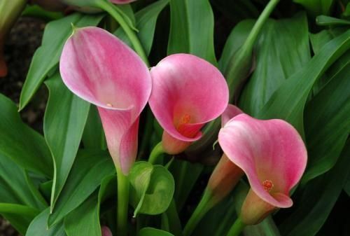 马蹄莲有毒吗,有人说马蹄莲花有毒,是真的吗?图3