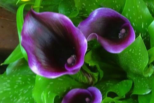 马蹄莲有毒吗,有人说马蹄莲花有毒,是真的吗?图4