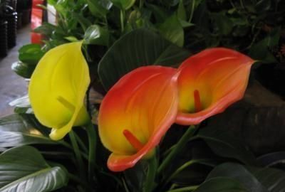 马蹄莲有毒吗,有人说马蹄莲花有毒,是真的吗?图5