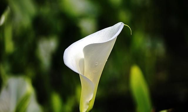 马蹄莲有毒吗,有人说马蹄莲花有毒,是真的吗?图8