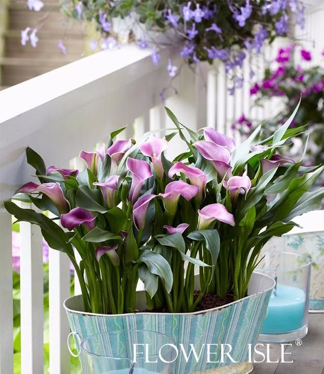 马蹄莲有毒吗,有人说马蹄莲花有毒,是真的吗?图14