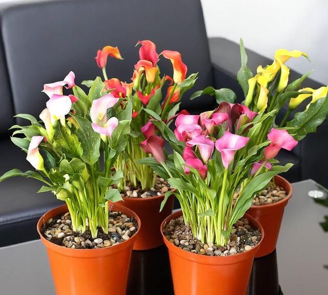 马蹄莲有毒吗,有人说马蹄莲花有毒,是真的吗?图9