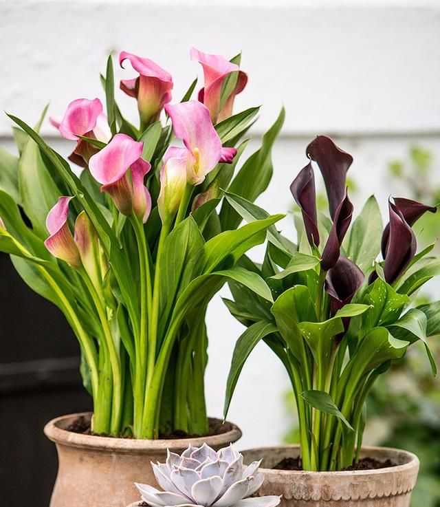 马蹄莲有毒吗,有人说马蹄莲花有毒,是真的吗?图13