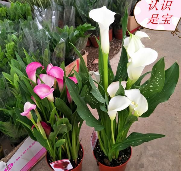 马蹄莲有毒吗,有人说马蹄莲花有毒,是真的吗?图11