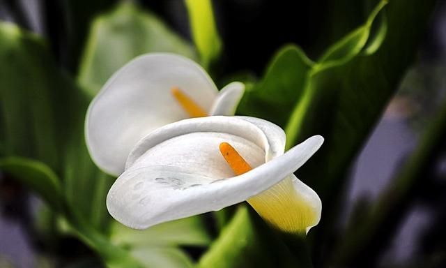 马蹄莲有毒吗,有人说马蹄莲花有毒,是真的吗?图10