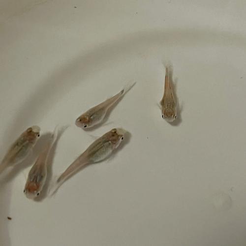 孔雀鱼生小鱼后怎么养(孔雀鱼生小鱼的前兆)