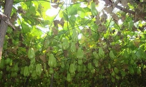 佛手瓜的营养价值及功效与作用