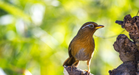 鸟类大全,鸟类有哪些图7