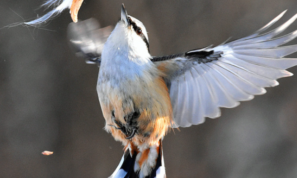 鸟类大全,鸟类有哪些图3