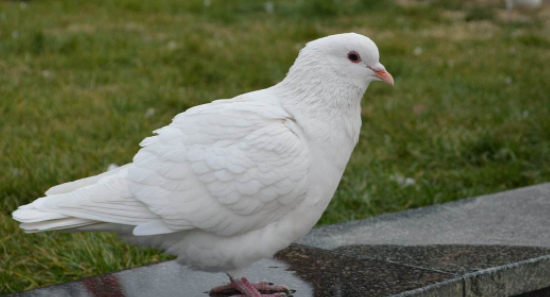 鸟类大全,鸟类有哪些图6