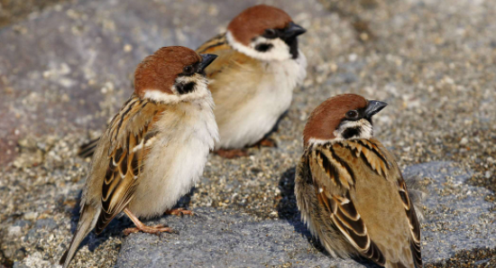 鸟类大全,鸟类有哪些图4